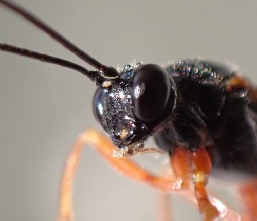 Dolichomitus sp.